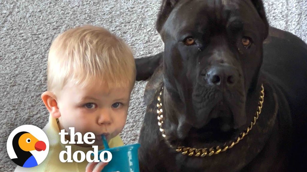 Baby Grows Up With His 125-Pound Dog | The Dodo Soulmates Baby Grows Up With His 125-Pound Dog | The Dodo Soulmates
