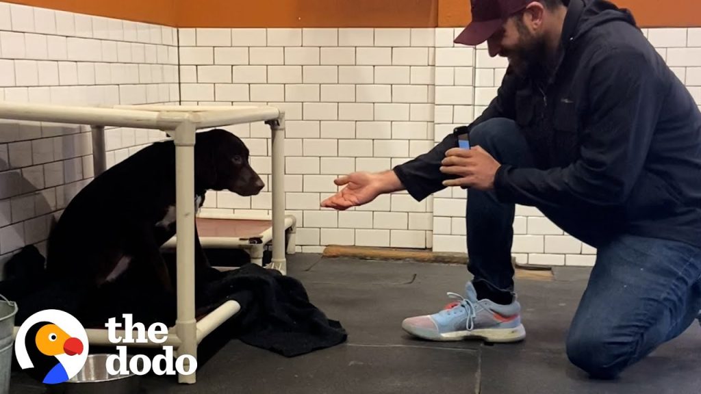 Shaking Shelter Dog Covers Her Foster Dad’s Face With Kisses | The Dodo Foster Diaries